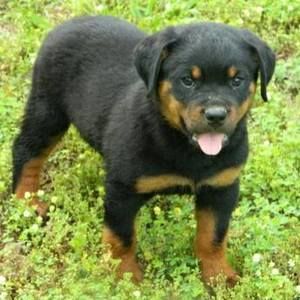 Meet your Posher, Michele